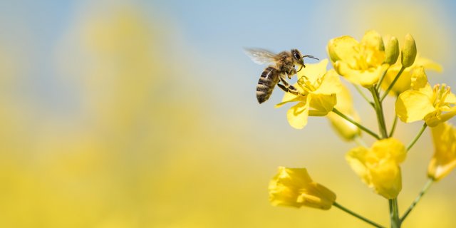 Neonicotinoide gelten als stark bienentoxisch. Thiacloprid ist gering bienengiftig. Weil es aber als  «wahrscheinlich reproduktionstoxisch» eingestuft wird und eine giftige Wirkung auf weitere Bestäuber aufweist, wird es voraussichtlich Ende Jahr vom Markt genommen. (Bild K. Thalhofer)