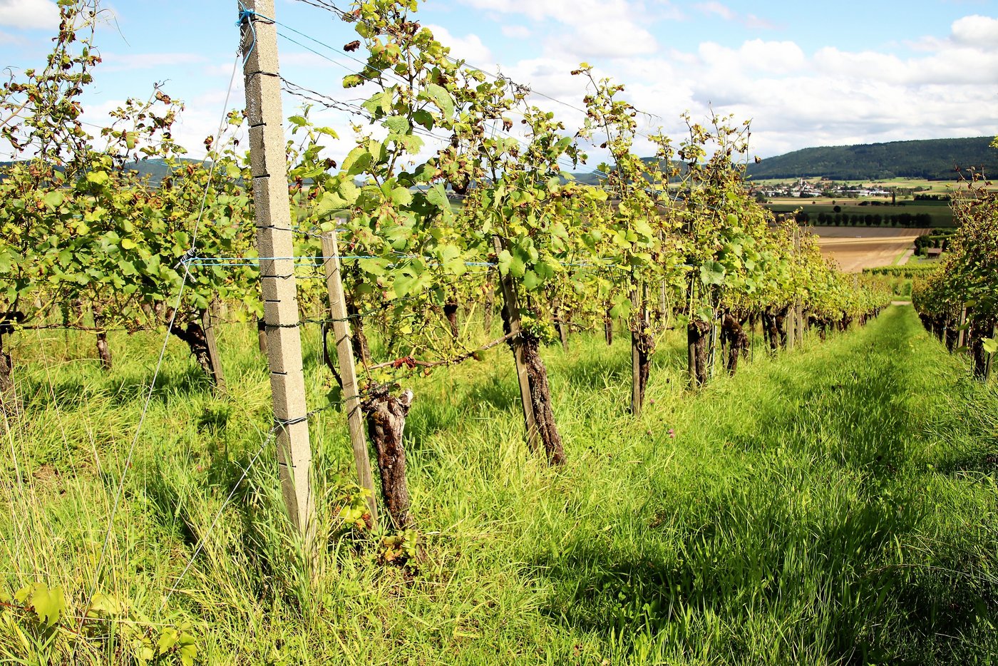 Eine stark mit Falschem Mehltau befallene Reblage in Hallau. (Bild RoMü)