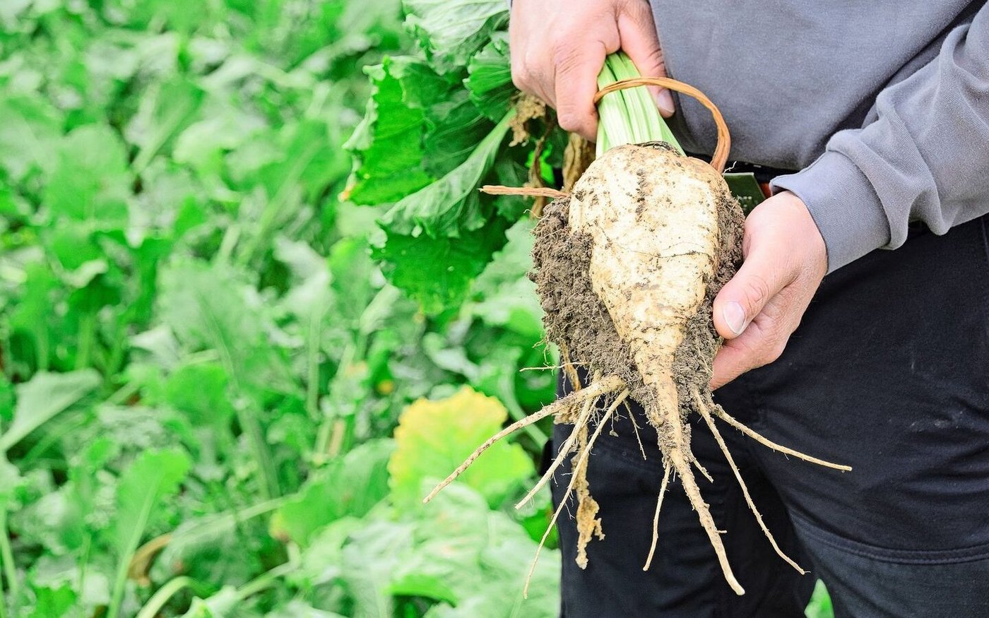 In der Rübe steckt der Zucker – wie hoch ist der Gehalt eigentlich? 