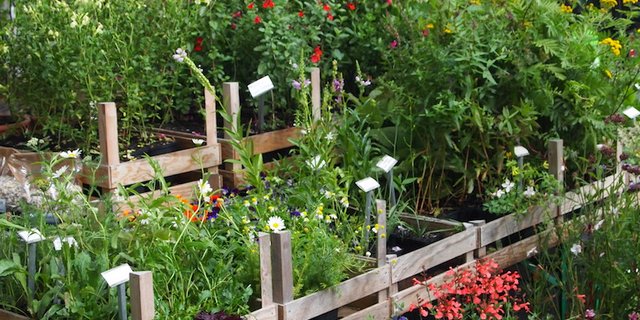 Man sollte sich im Gartencenter und auf dem Markt nicht durch die Blütenpracht verführen lassen. Stauden pflanzt man im Herbst und am besten als Jungpflanze. (Bild Ruth Bossardt)