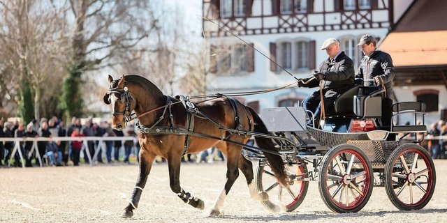 Diesen Samstag zeigt sich, welche Hengstanwärter und somit Vaterlinien den Sprung in die Reihen der Zuchthengste schaffen.   