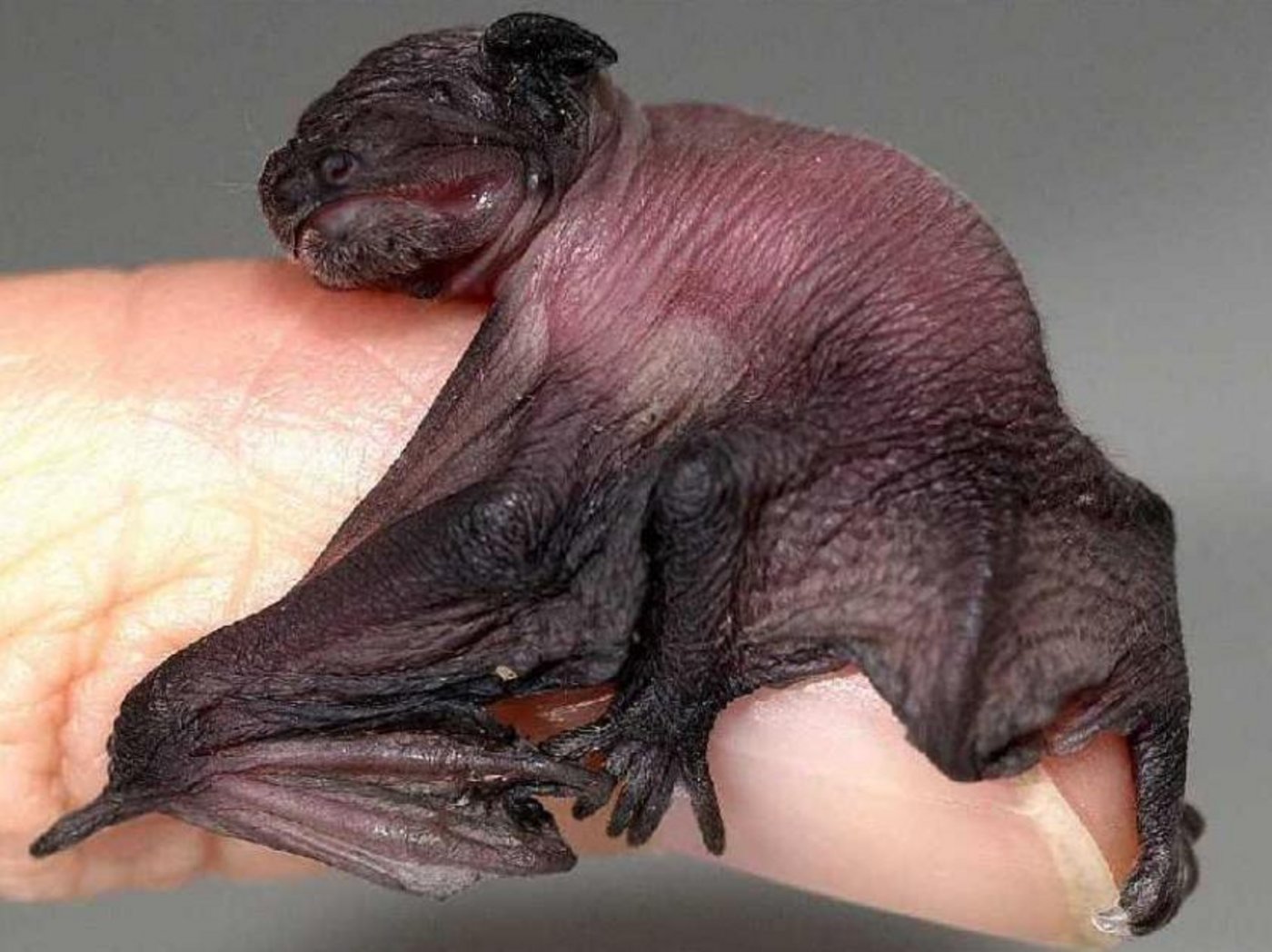Junge Zwergfledermaus (Pipistrellus pipistrellus). Diese Art bewohnt vor allem Fassadenspalten und hat als erwachsenes Tier eine Spannweite von 20cm. Als Jungtier haben Zwergfledermäuse dasselbe Format wie ein Stück Würfelzucker. (Bild BIF) 