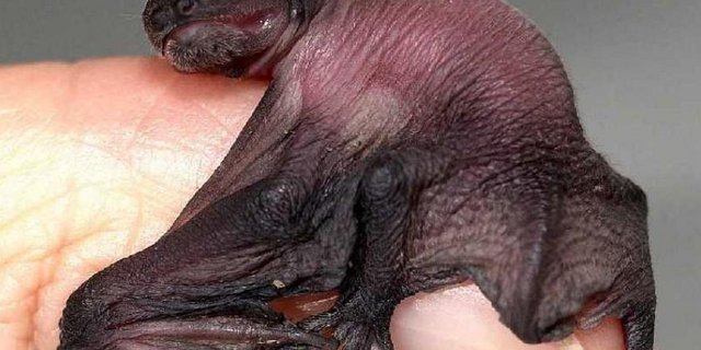 Junge Zwergfledermaus (Pipistrellus pipistrellus). Diese Art bewohnt vor allem Fassadenspalten und hat als erwachsenes Tier eine Spannweite von 20cm. Als Jungtier haben Zwergfledermäuse dasselbe Format wie ein Stück Würfelzucker. (Bild BIF) 