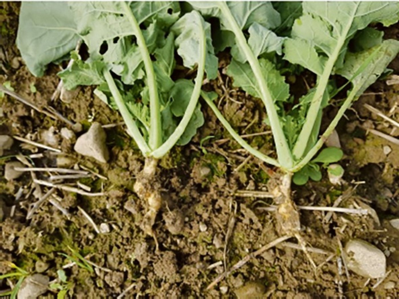 Raps-Pflanzen mit Kohlhernie-Befall an den Wurzeln.(Bild zVg)