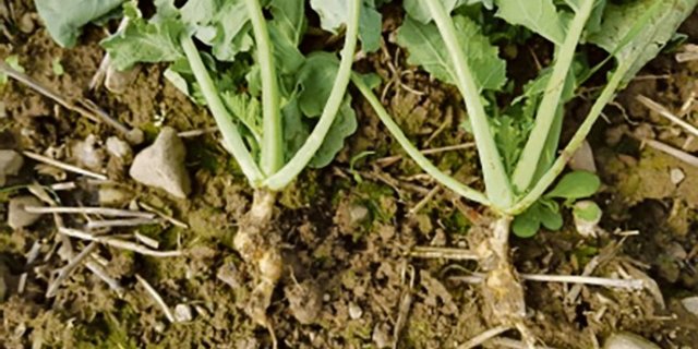 Raps-Pflanzen mit Kohlhernie-Befall an den Wurzeln.(Bild zVg)