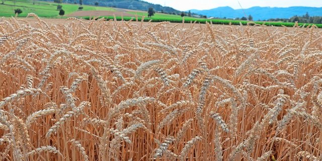 Viel Regen wird erst für Mitte Monat prognostiziert. Viele Bestände sind aber bereits jetzt in der Kornfüllungsphase.