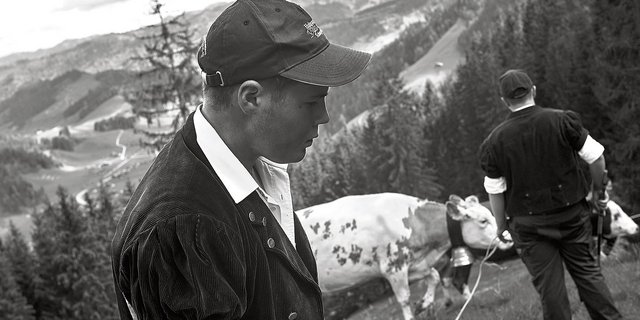 Pädu und Dävu auf der Alpauffahrt, dazwischen die vorwiegend weisse Paloma. (Bild Pinaki)