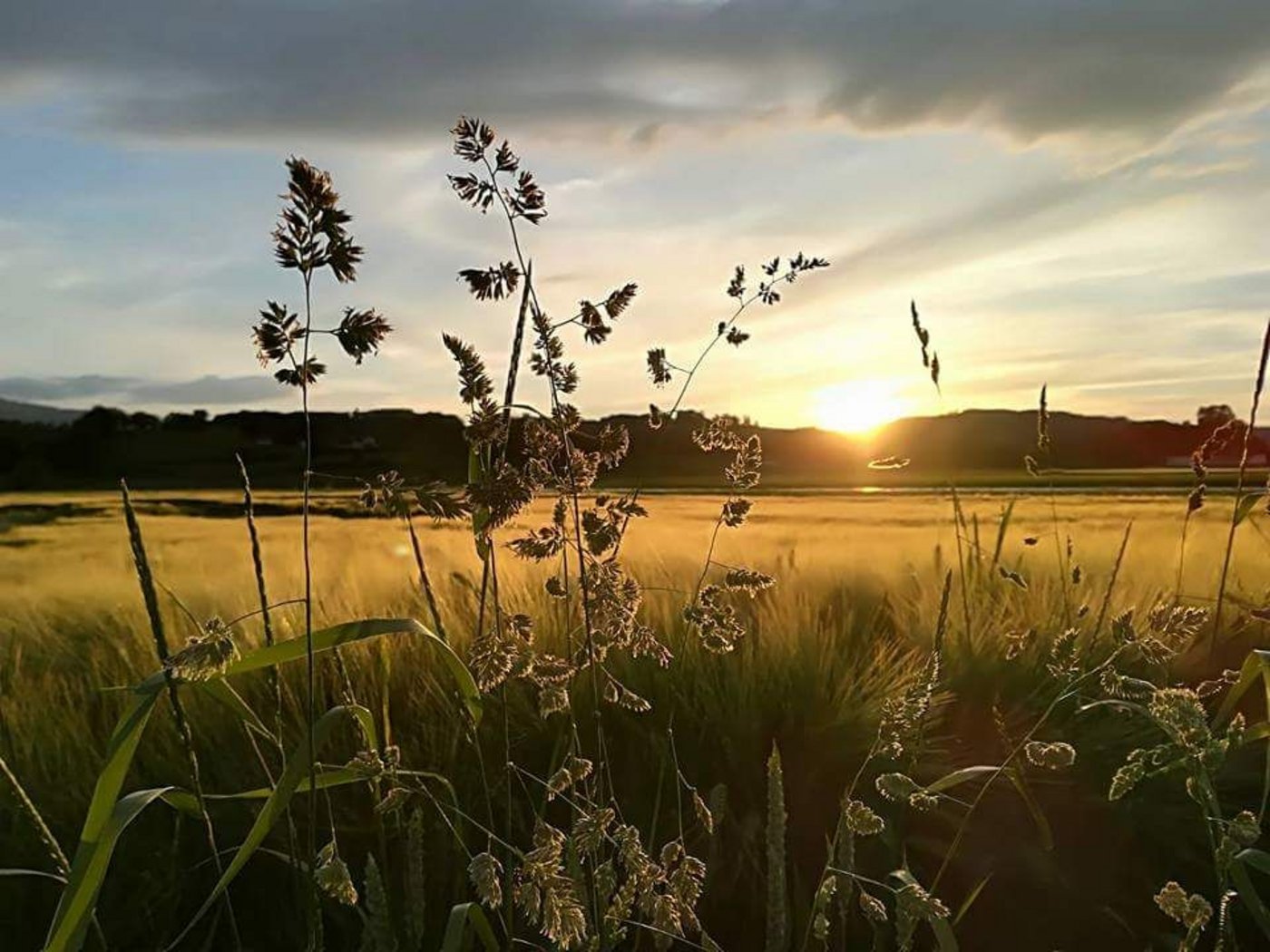 Die erste Gerste ist reif. Heuen und Dreschen am gleichen Tag ist angesagt. (Bild Dänu Siegenthaler)