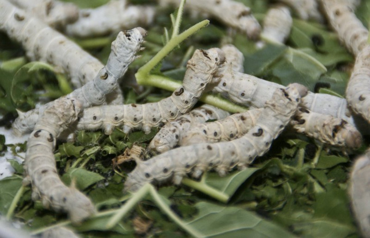 Seidenraupen: 2009 war dem Projekt noch nicht viel Erfolg beschieden, ganz im Gegensatz zu heute. (Bilder lid/Swiss Silk)