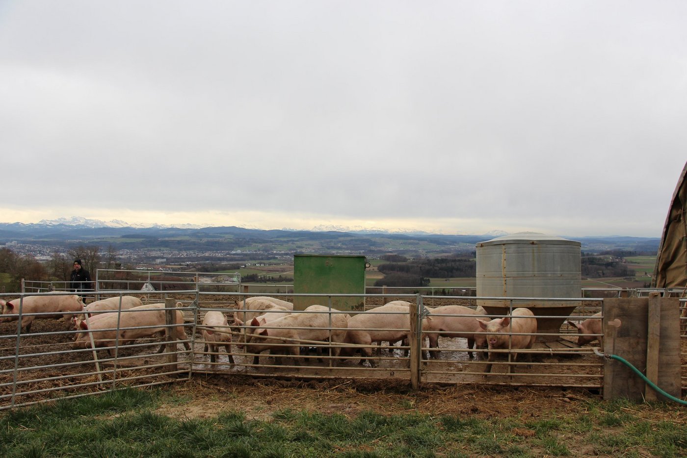 Die Freilandschweine dürfen nur noch bis Ende Jahr uf dem Thurgauer Seerücken gehalten werden. (Bild Hans Rüssli)