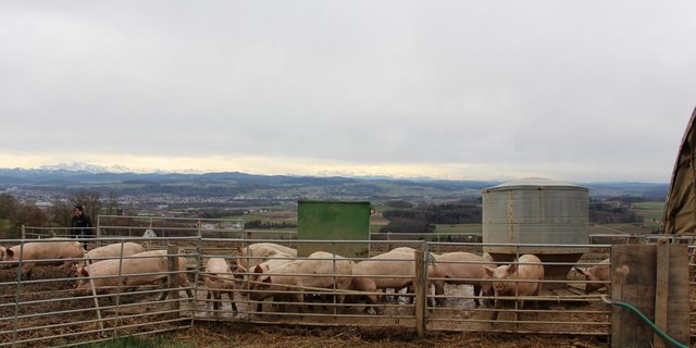 Die Freilandschweine dürfen nur noch bis Ende Jahr uf dem Thurgauer Seerücken gehalten werden. (Bild Hans Rüssli)