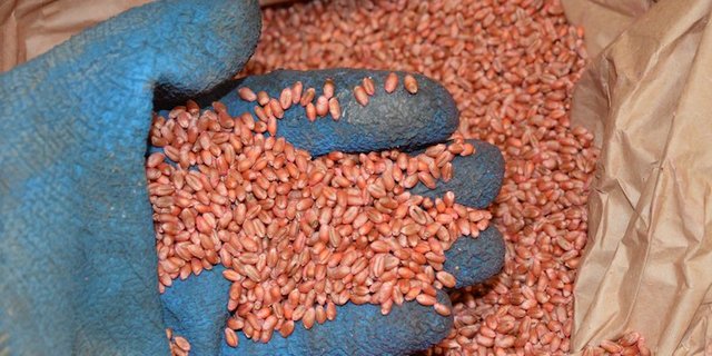 Per Neujahr muss auf Saatgut verzichtet werden, welches mit Neonicotinoiden behandelt wurde. (Bild Matthias Wiedenau)