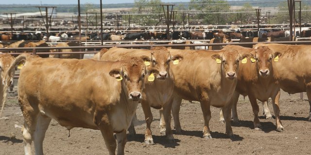 In den US-Feedlots wird oft zu Wachstumshormonen gegriffen. (Bild lid)