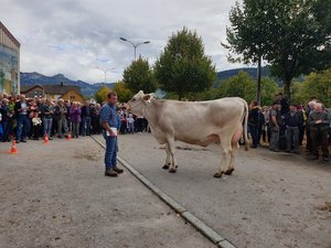 Grossviehschau Appenzell: Libunja holt den Tagessieg Tagessiegerin Libunja mit ihrem Besitzer Dominik Sutter. (Bilder Stefanie Giger)