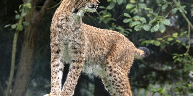 Auf Freiburger Alpen müssen Schafe und Ziegen vor allem vor Luchsen geschützt werden. (Bild Pixabay)