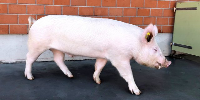 Ein Schweizer Edelschweineber mit den typischen aufstehenden Ohren. Die Rasse habe viele Vorteile und die Muttersauen seien dank ihrer Eignung für das freie Abferkeln jenen in anderen europäischen Ländern einen Schritt voraus. (Bild Suisag)