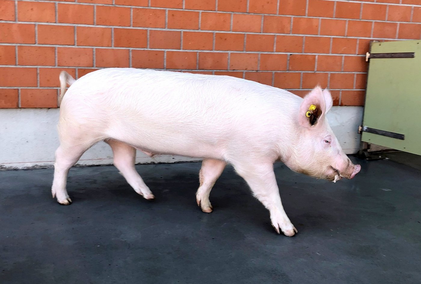Ein Schweizer Edelschweineber mit den typischen aufstehenden Ohren. Die Rasse habe viele Vorteile und die Muttersauen seien dank ihrer Eignung für das freie Abferkeln jenen in anderen europäischen Ländern einen Schritt voraus. (Bild Suisag)
