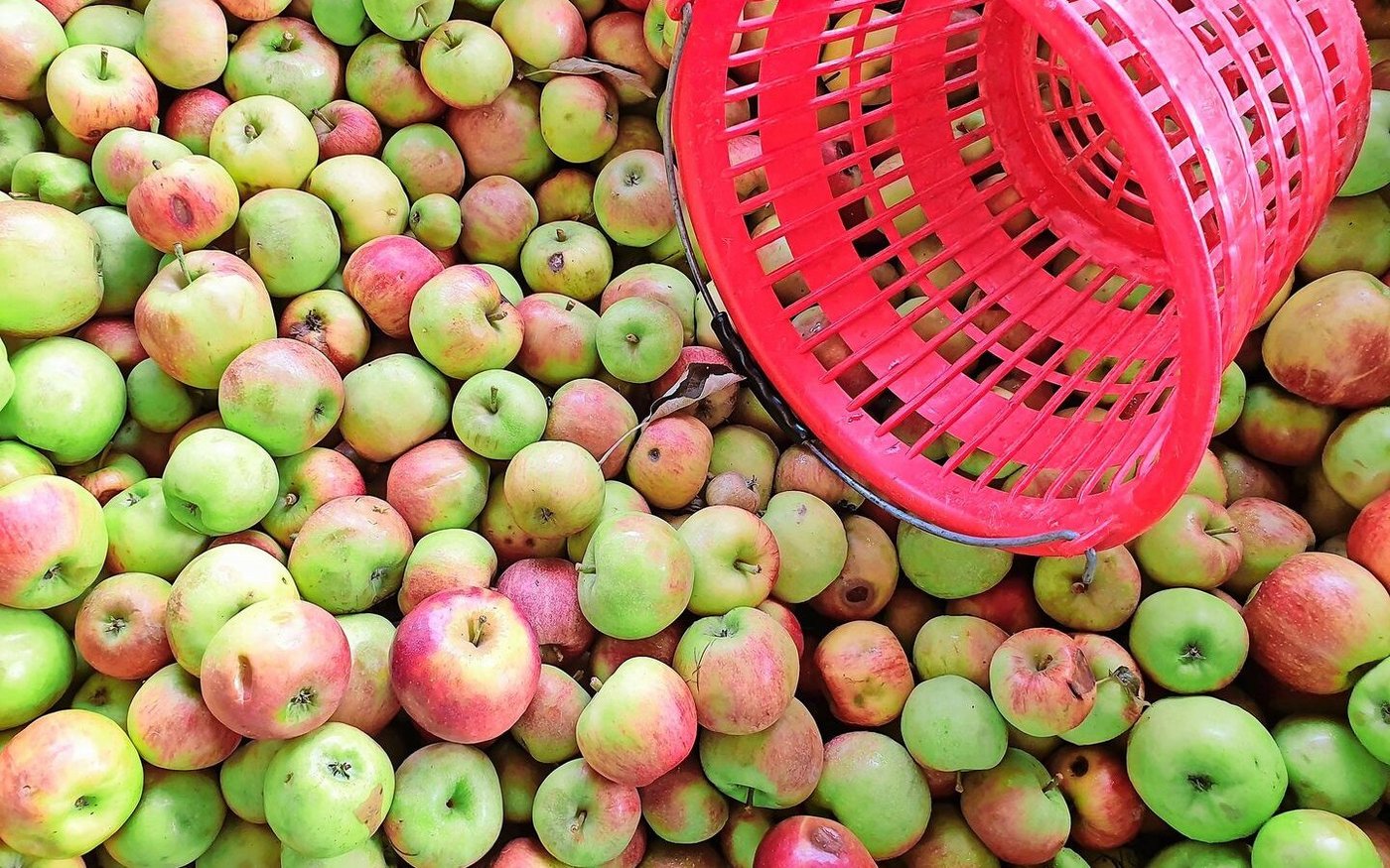 Noch läuft die Mostobsternte. Aber die Menge und die Qualität seien dieses Jahr erfreulich, ist aus den Kantonen Thurgau und St. Gallen zu vernehmen.  