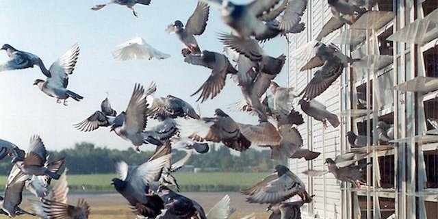 Der STS fordert mehr Transparenz von den Taubenhaltern. (Bild Flickr/STS Schweizer Tierschutz)