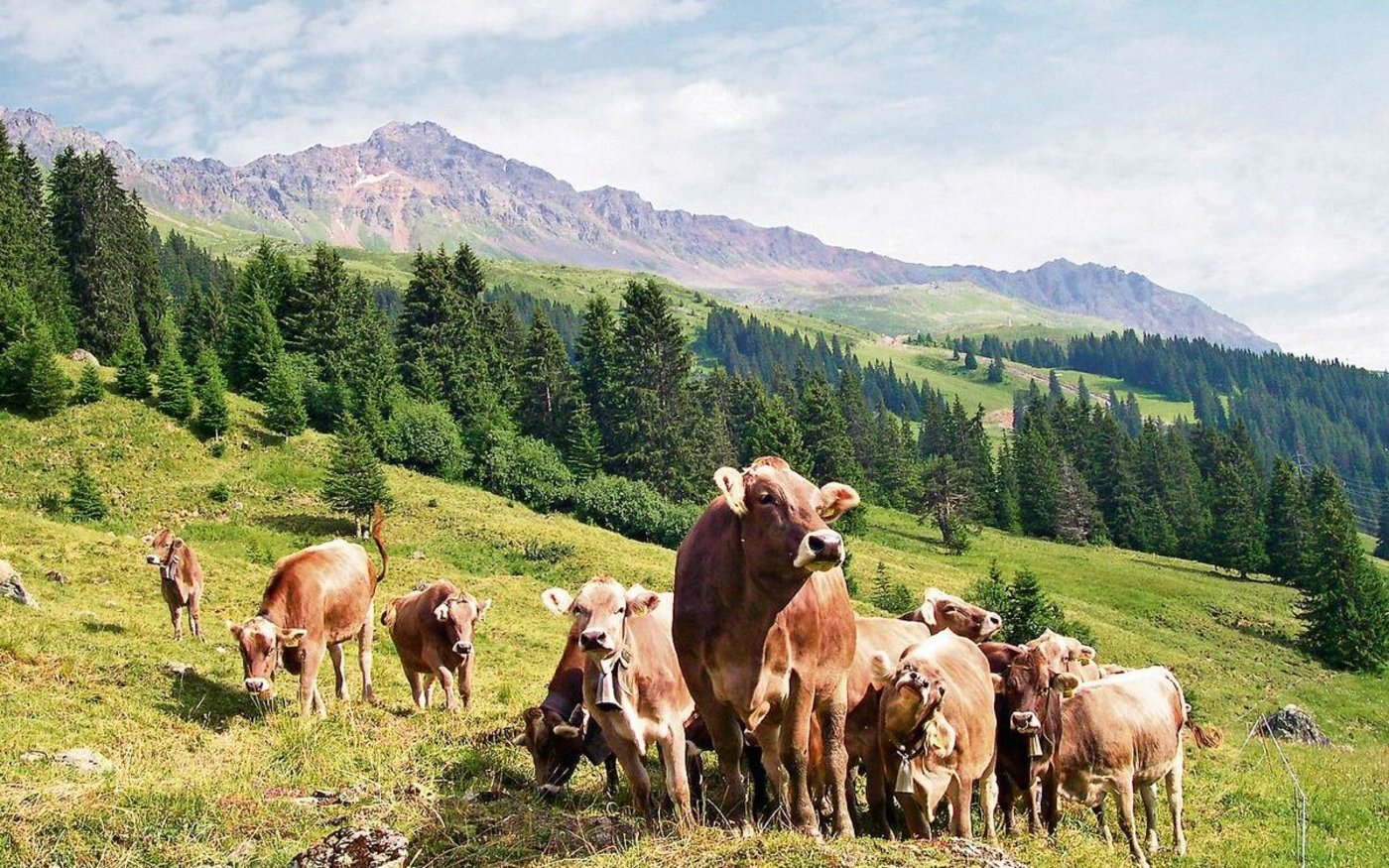 Die Stiftung Kora will unter anderem Erfahrungen dazu zusammentragen, wie im Ausland Rinderherden in Gebieten mit Wolfspräsenz zusammengesetzt sind und wie sie geführt werden, um Übergriffe zu verhindern. 