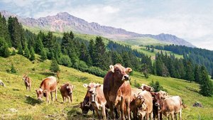 Die Stiftung Kora wi Die Stiftung Kora will unter anderem Erfahrungen dazu zusammentragen, wie im Ausland Rinderherden in Gebieten mit Wolfspräsenz zusammengesetzt sind und wie sie geführt werden, um Übergriffe zu verhindern.