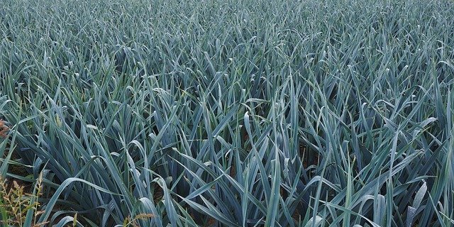 Nach der Ernte werden üblicherweise Lauchreste auf dem Feld verteilt. (Symbolbild pixabay)