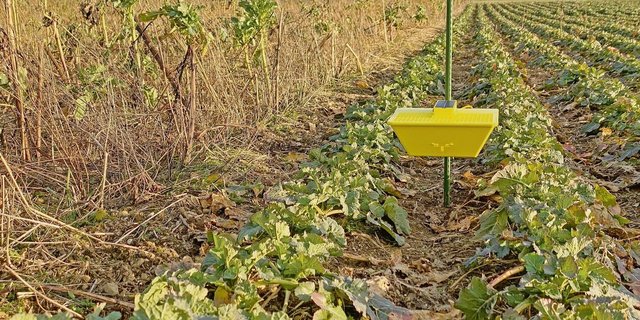 In einem Pilotversuch des Projekts «PFLOPF» der Kantone ZH, TG und AG werden digitale Gelbschalen zur Fernüberwachung getestet.