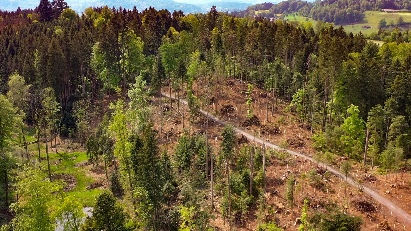 Das geräumte und mit weit über 1000 Bäumen wieder aufgeforstete rund 1,5 Hektaren grosse Gebiet im Meggerwald.  (Bild zVg)