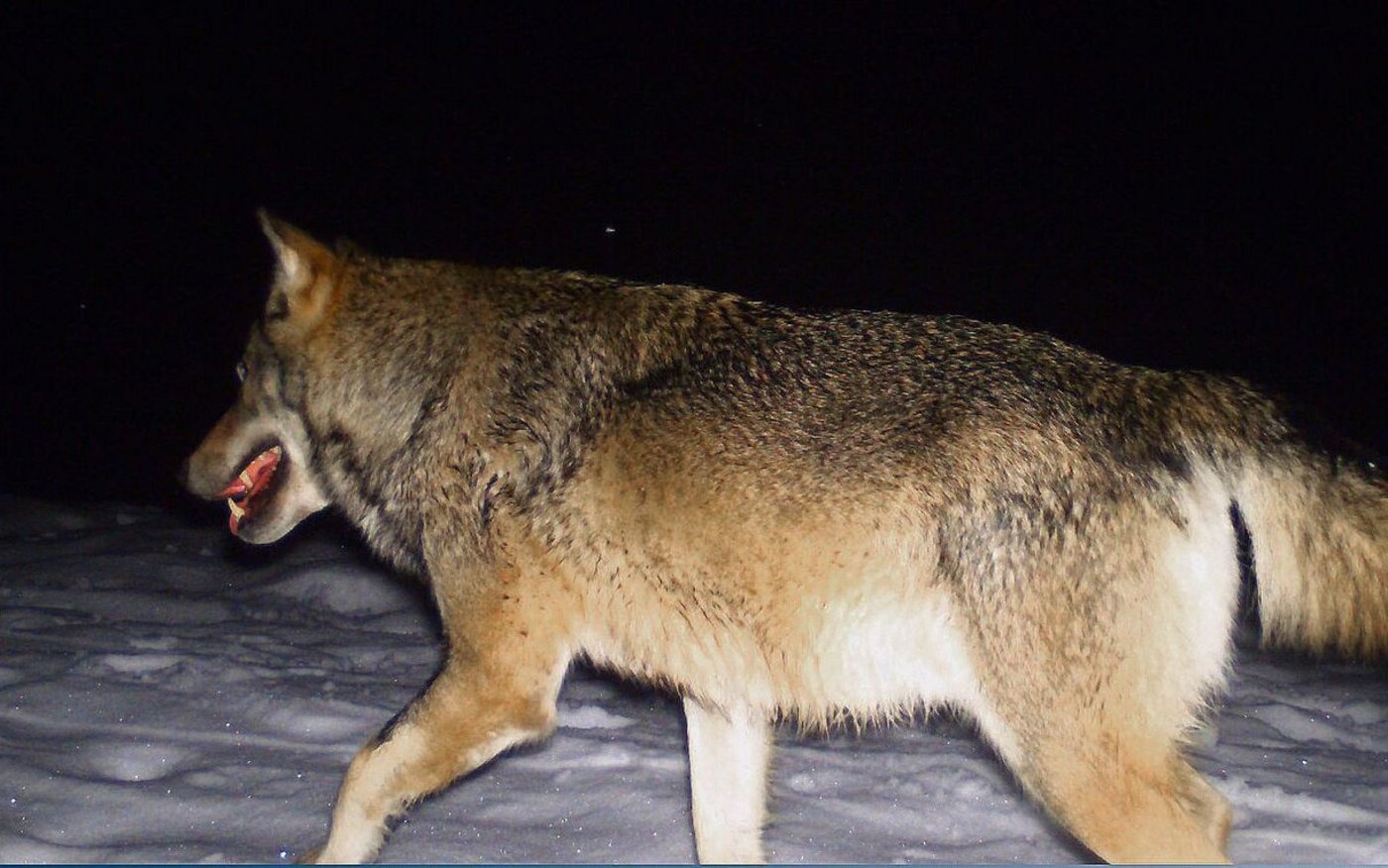 Wolf in einer Fotofalle. Auch im Talgebiet wird nun mit vermehrter Präsenz des Raubtieres gerechnet. 