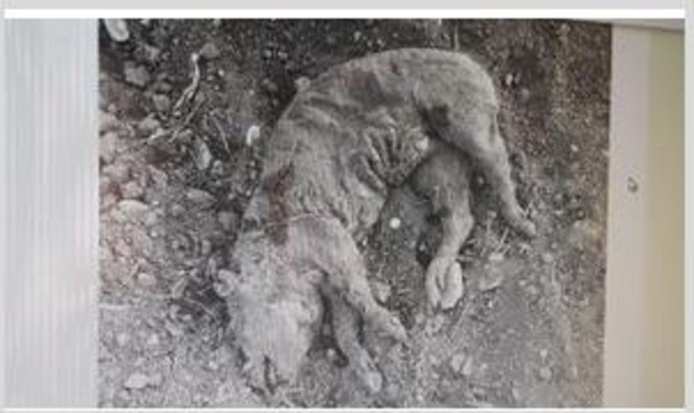 Dieses Photo ging durchs Netz. (Bild Deter)