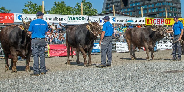 Der Zuger Stierenmarkt ist ein wichtiger und beliebter Treffpunkt für Züchter und interessierte nicht-bäuerliche Besucher im Frühherbst. (Bild Braunvieh Schweiz) 