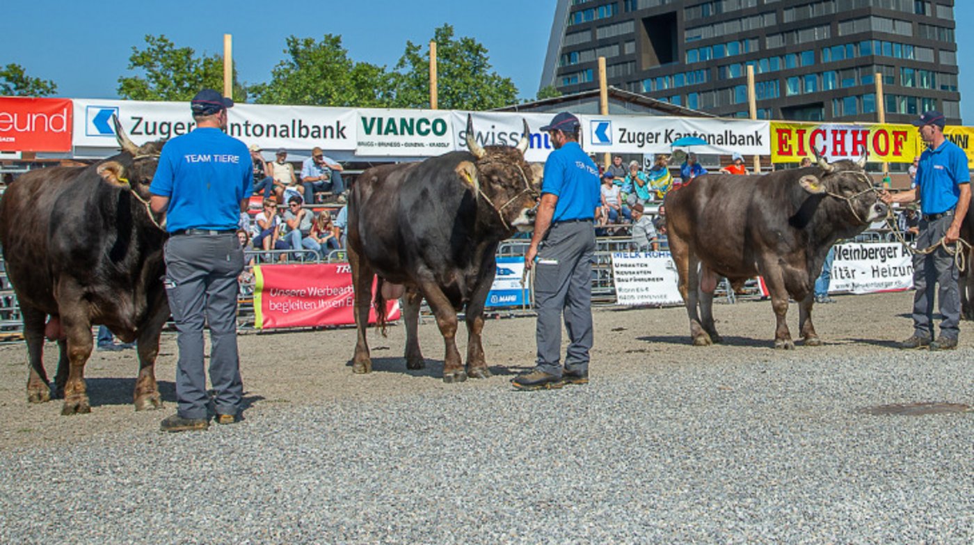Der Zuger Stierenmarkt ist ein wichtiger und beliebter Treffpunkt für Züchter und interessierte nicht-bäuerliche Besucher im Frühherbst. (Bild Braunvieh Schweiz) 