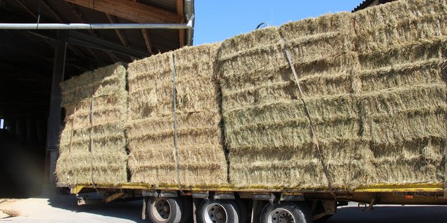 Legende zum Bild: Nur noch Schweizer Bioheu von Schweizer Biohöfen dürfen Biobauern ab 2020 zukaufen. (Bild Hans Rüssli)