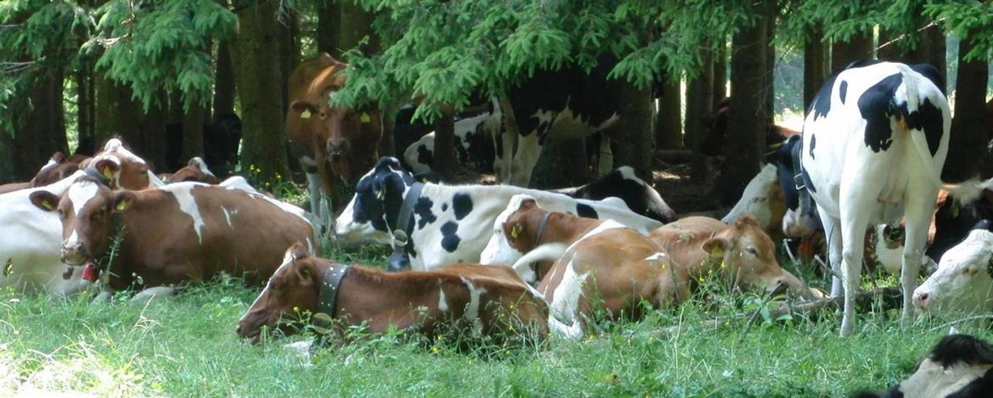 Vetsuisse Zürich hat eine neue Online-Plattform für Tiergesundheit lanciert. (Bild gesunde-nutztiere.ch)