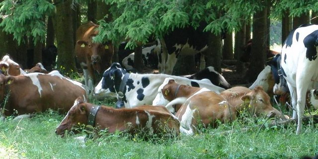 Vetsuisse Zürich hat eine neue Online-Plattform für Tiergesundheit lanciert. (Bild gesunde-nutztiere.ch)