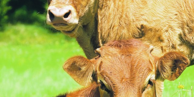 Weidemast ist eine Form der Rindviehmast, die für sich spricht und nicht lange erklärt werden muss. Das Rind frisst Gras auf der Weide und wandelt es in gutes Rindfleisch um. (Bild SBV)