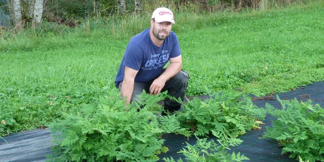 Joel Lehmann probiert gerne Neues aus. 2019 pflanzte er zum ersten mal Süssdolden (Chörblichrut) an. (Bilder jsc)