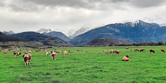Die Kühe sind wieder draussen und weiden zufrieden. Auf dem Praktikumsbetrieb wird kein Kraftfutter eingesetzt.