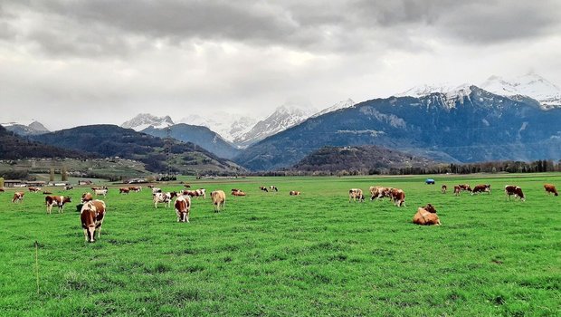 Die Kühe sind wieder draussen und weiden zufrieden. Auf dem Praktikumsbetrieb wird kein Kraftfutter eingesetzt.