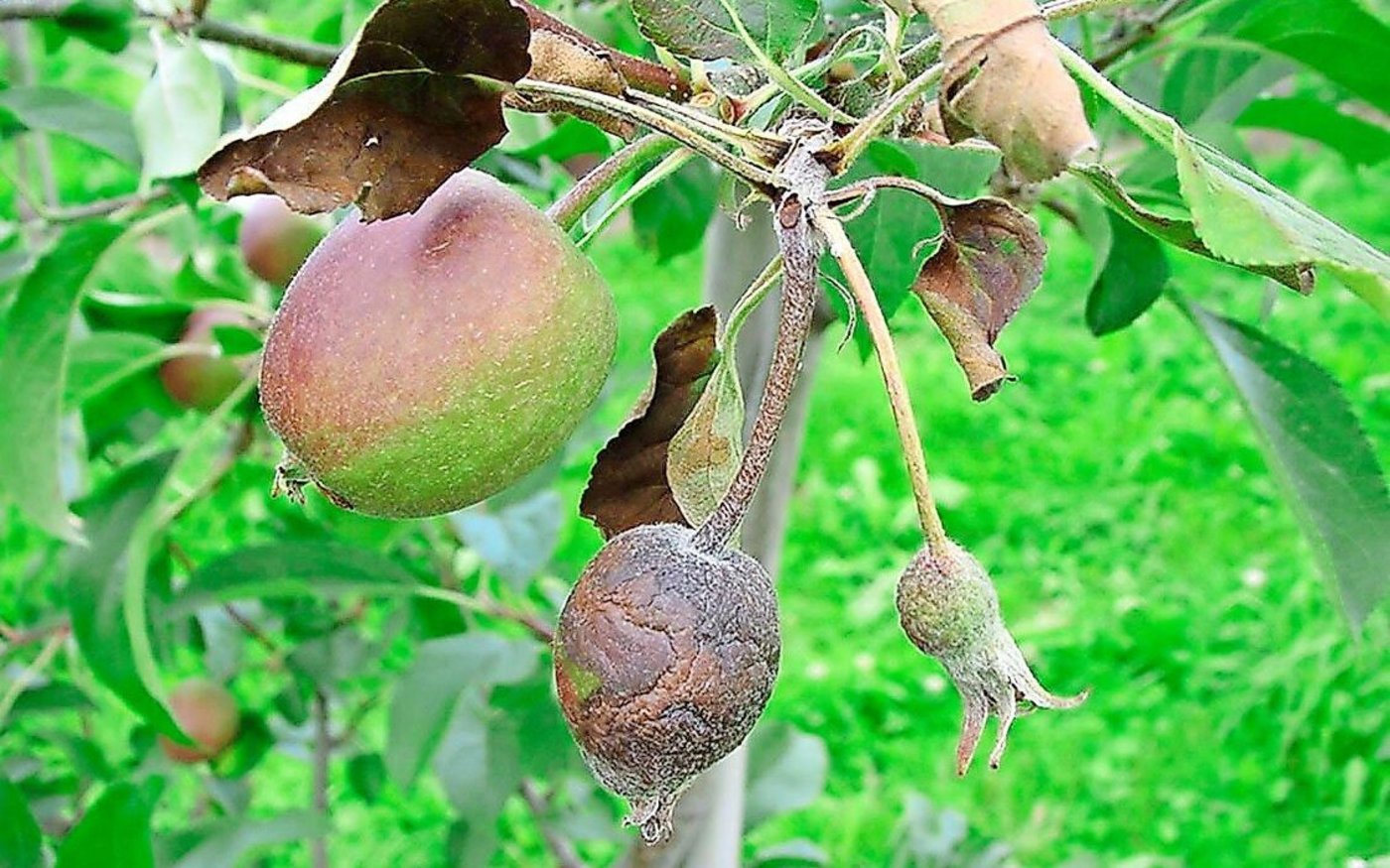 Feuerbrand ist ein «Geregelter Nicht-Quarantäneorganismus» und deshalb nur noch in Baumschulen und in «Gebieten mit geringer Prävalenz» meldepflichtig.