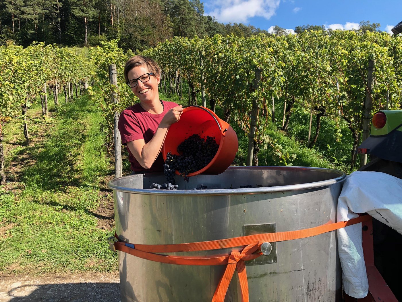 Das Warten hat sich gelohnt: Bei schönstem Wetter kann Esther Thalmann Blauburgunder-Trauben wümmen. (Bild Emil Keller)