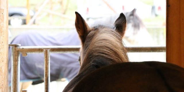 "Die Pferdehalter sollten ihre Tiere gut beobachten und die Polizei bei Verdacht informieren", so die Polizei. (Symbolbild Ruth Aerni)