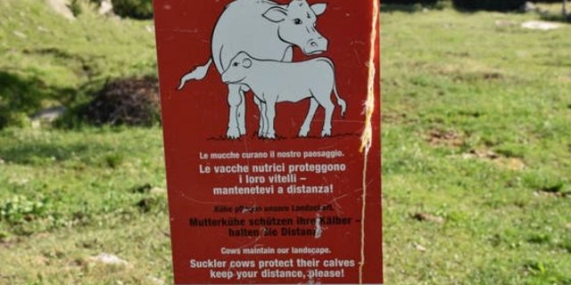 Eine Warntafel für Wanderer, die auf Mutterkühe mit ihren Kälbern aufmerksam macht. (Symbolbild Kapo GR)