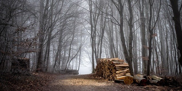 Waldlager mit holz minderer Qualität konnten laut HMK mehrheitlich abgebaut werden. (Bild Pixabay)