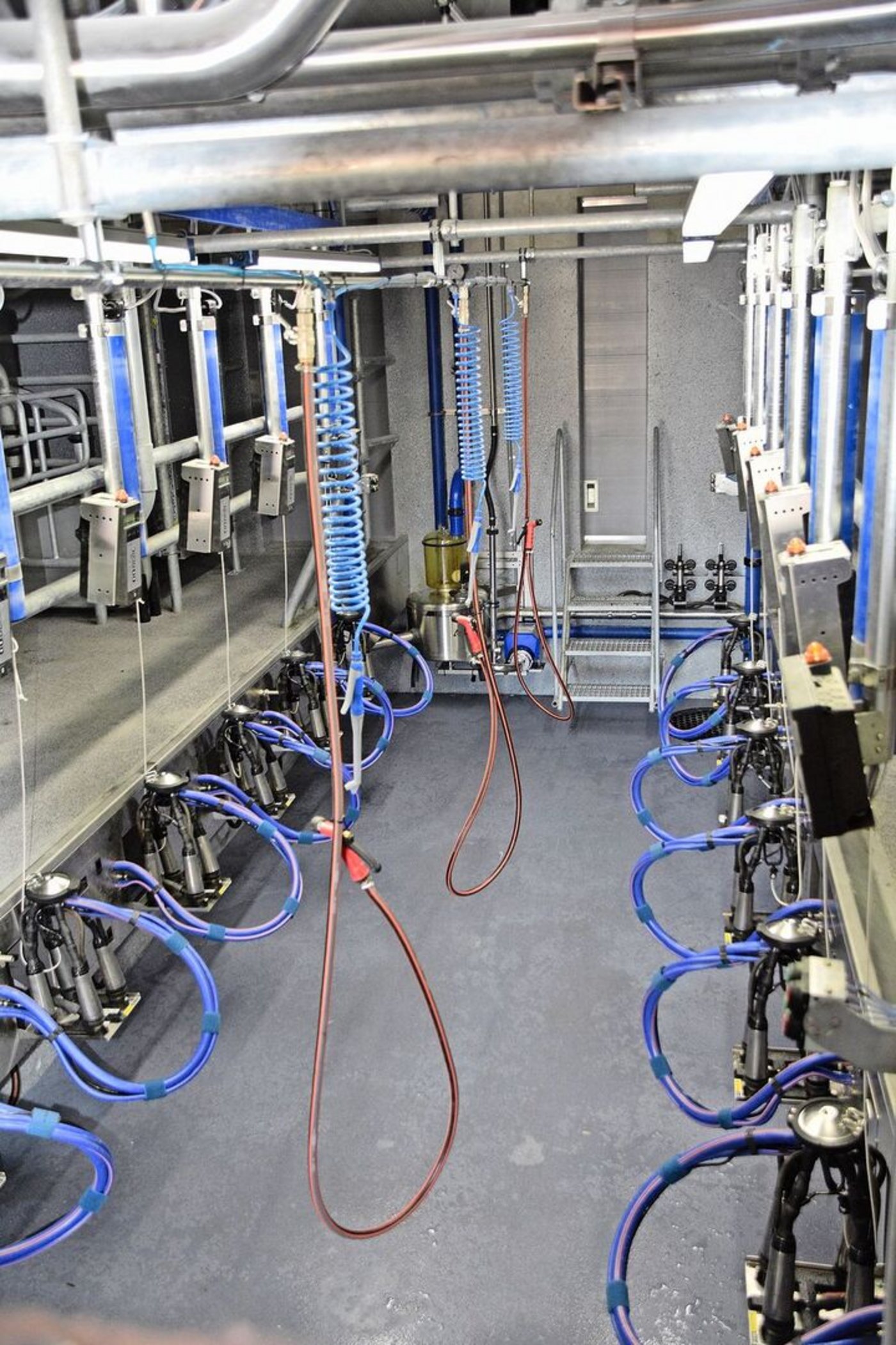 Der neue DeLaval-Melkstand: Hier hat man sich für einen 2x6 entschieden. Schon nach ein paar Tagen kommen die Kühe selber in den Melkstand hinein. 