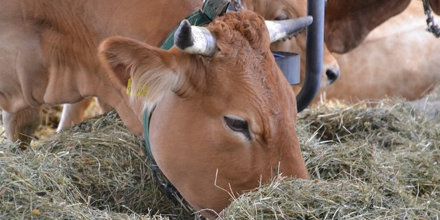 Werden Tiermehle an Wiederkäuer verfüttert, besteht das Risiko einer BSE-Infektion. (Symbolbild Innviertlerin/Pixabay) 