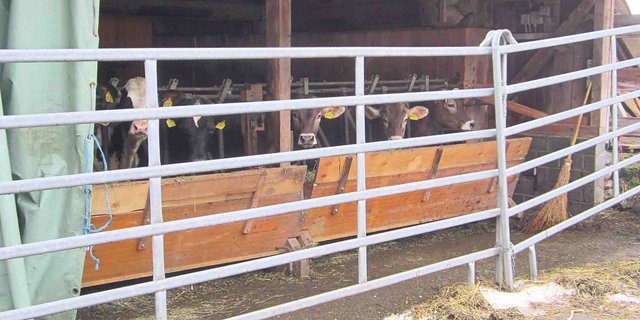 Da die Krippe gegen aussen offen ist, hat Jann Thöny-Tuffli sie zusätzlich mit einem Gitter abgesperrt. Auch Siloballen und Miststock... (Bilder Jann Thöny-Tuffli)