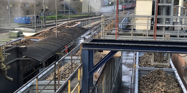 In Aarberg gab es aufgrund der Virösen Vergilbung tiefe Rübenerträge. Deshalb werden aus dem Aargau Rüben angeliefert. Die hohen Mengen stellen die Schweizer Zucker AG aber vor Herausforderung. (Bild Katrin Erfurt)