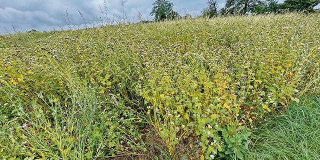 Für eine Buntbrache wie hier auf dem Bild ist das Saatgut sehr teuer. Je länger die Brache steht, desto besser können diese Einstiegskosten amortisiert werden.