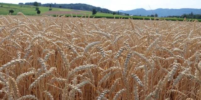 Das inländische Angebot an Bio-Futtergetreide ist in den letzten Jahren gestiegen. (Bild Ruth Aerni)